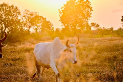 021年属牛男孩取名的吉祥字，起名宜用字推荐"