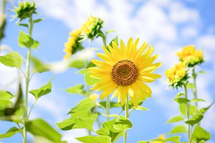 022年三月份虎宝宝五行缺什么？虎年起名禁忌"