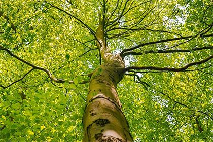 019年7月21号申时出生的男孩怎么起名字，五行属什么"