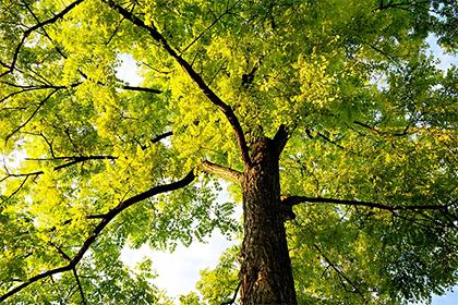 019年五月初二出生的男孩如何起名字，五行属什么"