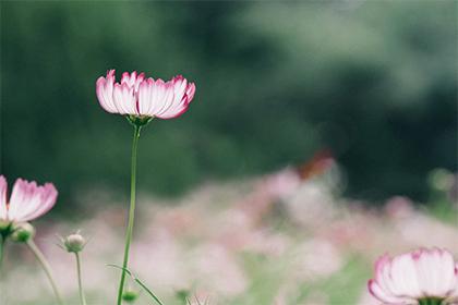 019年3月3号出生的双胞胎女孩如何起名，五行属什么？"
