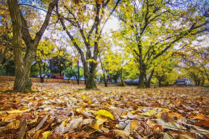 019年二月二龙抬头出生五行缺木起名推荐"